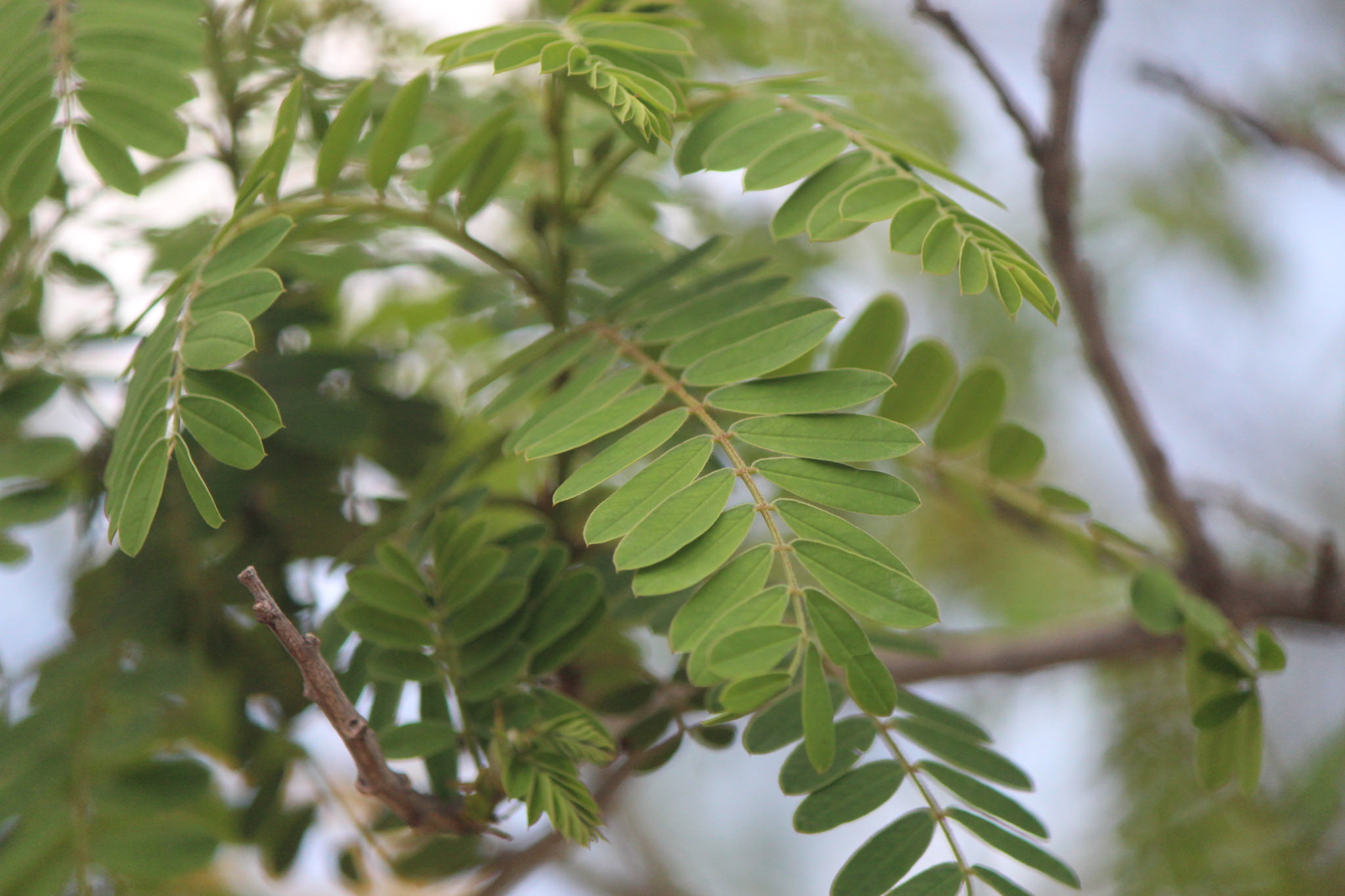 Senna polyantha
